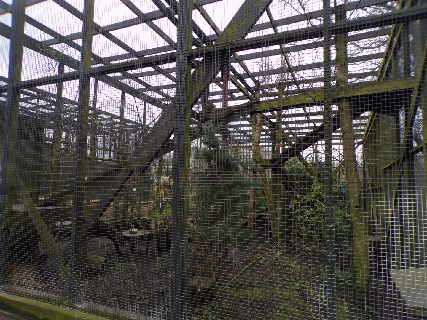 Scottish wildcat enclosure 12.4.24