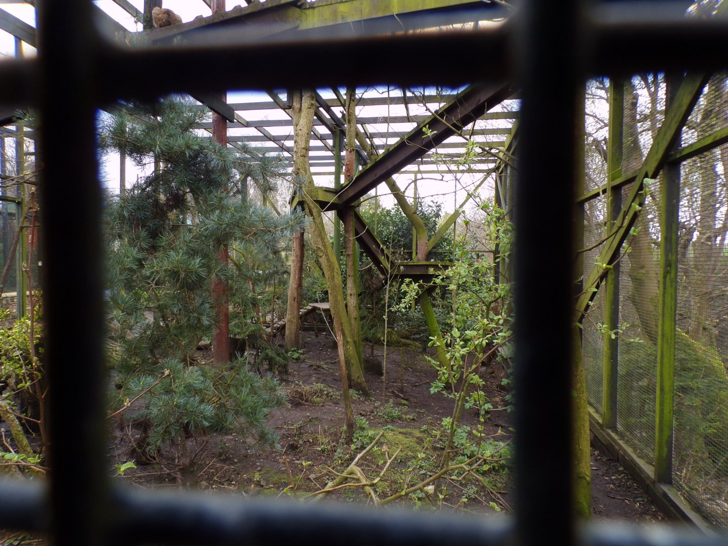 Scottish wildcat enclosure 12.4.24