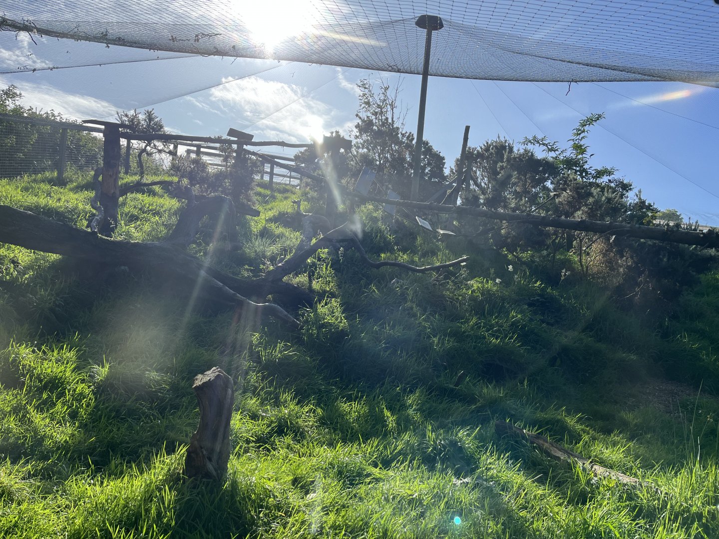 Scottish wildcat enclosure 14.10.23