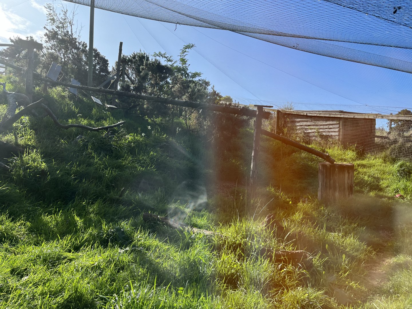 Scottish wildcat enclosure 14.10.23