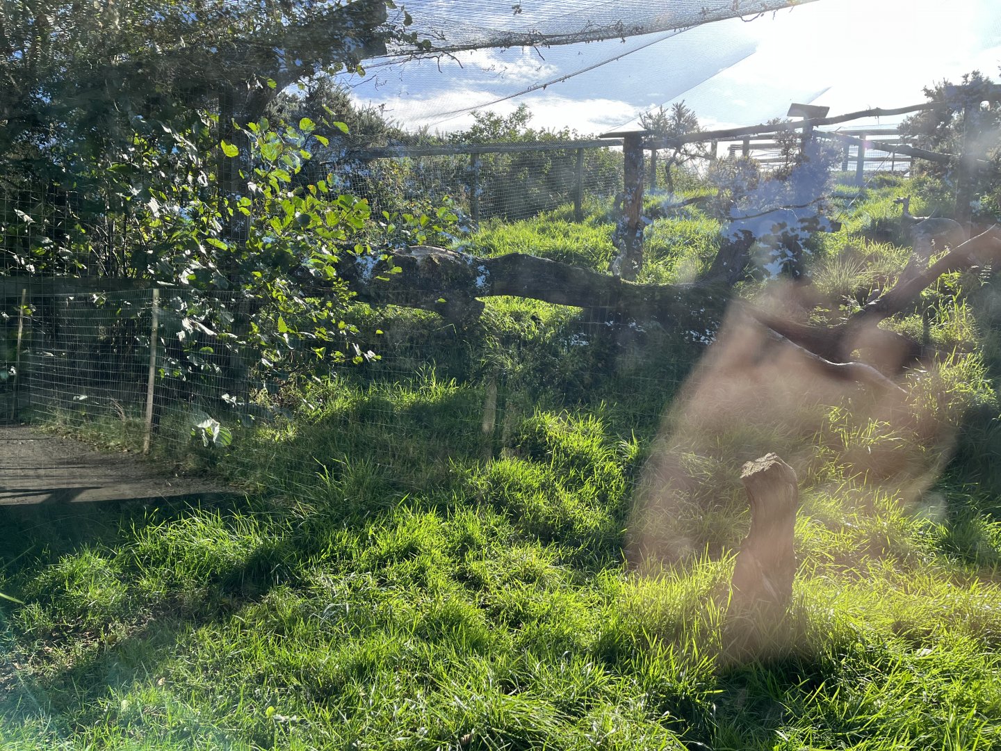 Scottish wildcat enclosure 14.10.23