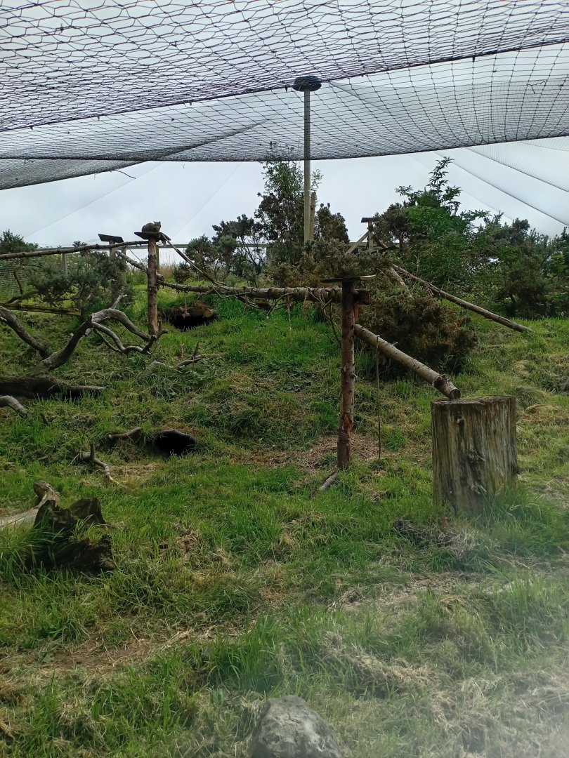 Scottish Wildcat enclosure 17/8/23