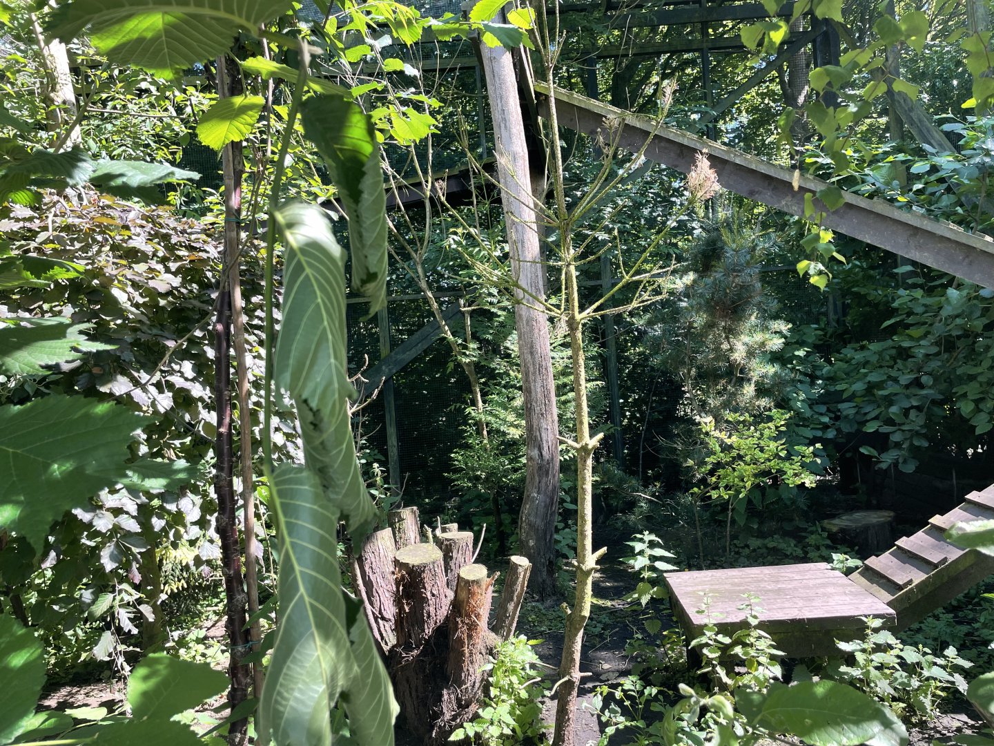 Scottish wildcat enclosure (2)