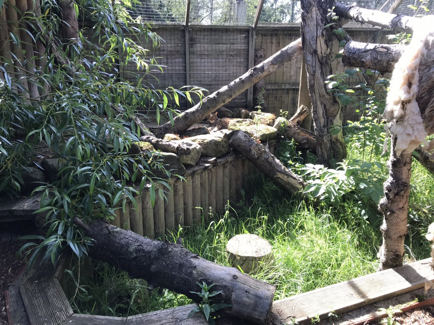 Scottish wildcat enclosure 220619