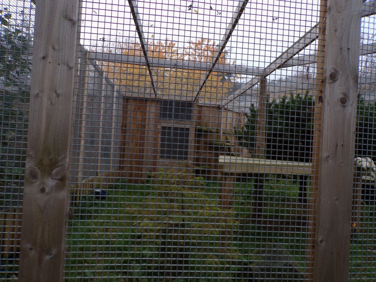 Scottish wildcat enclosure (3)
