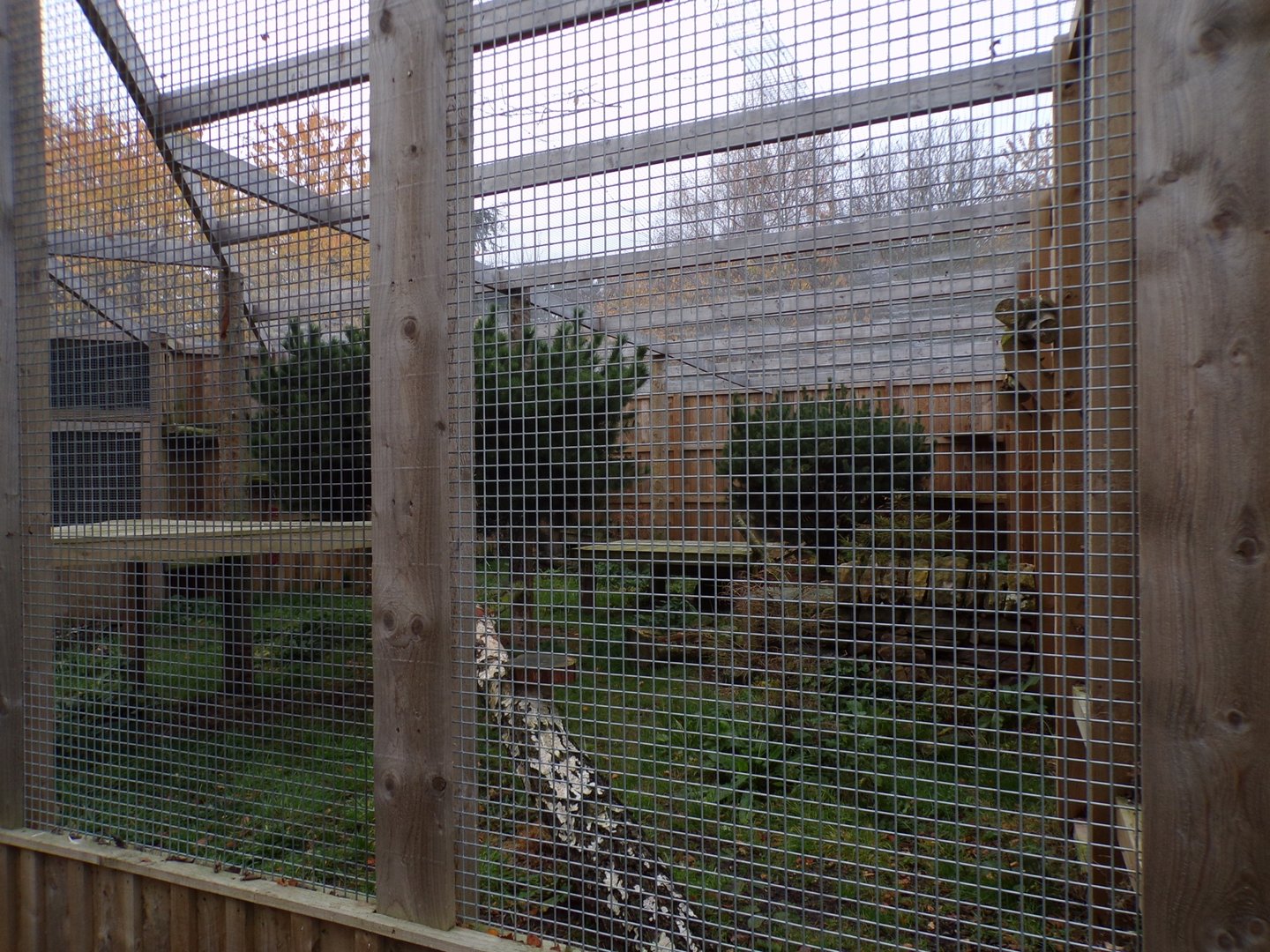 Scottish wildcat enclosure (4)
