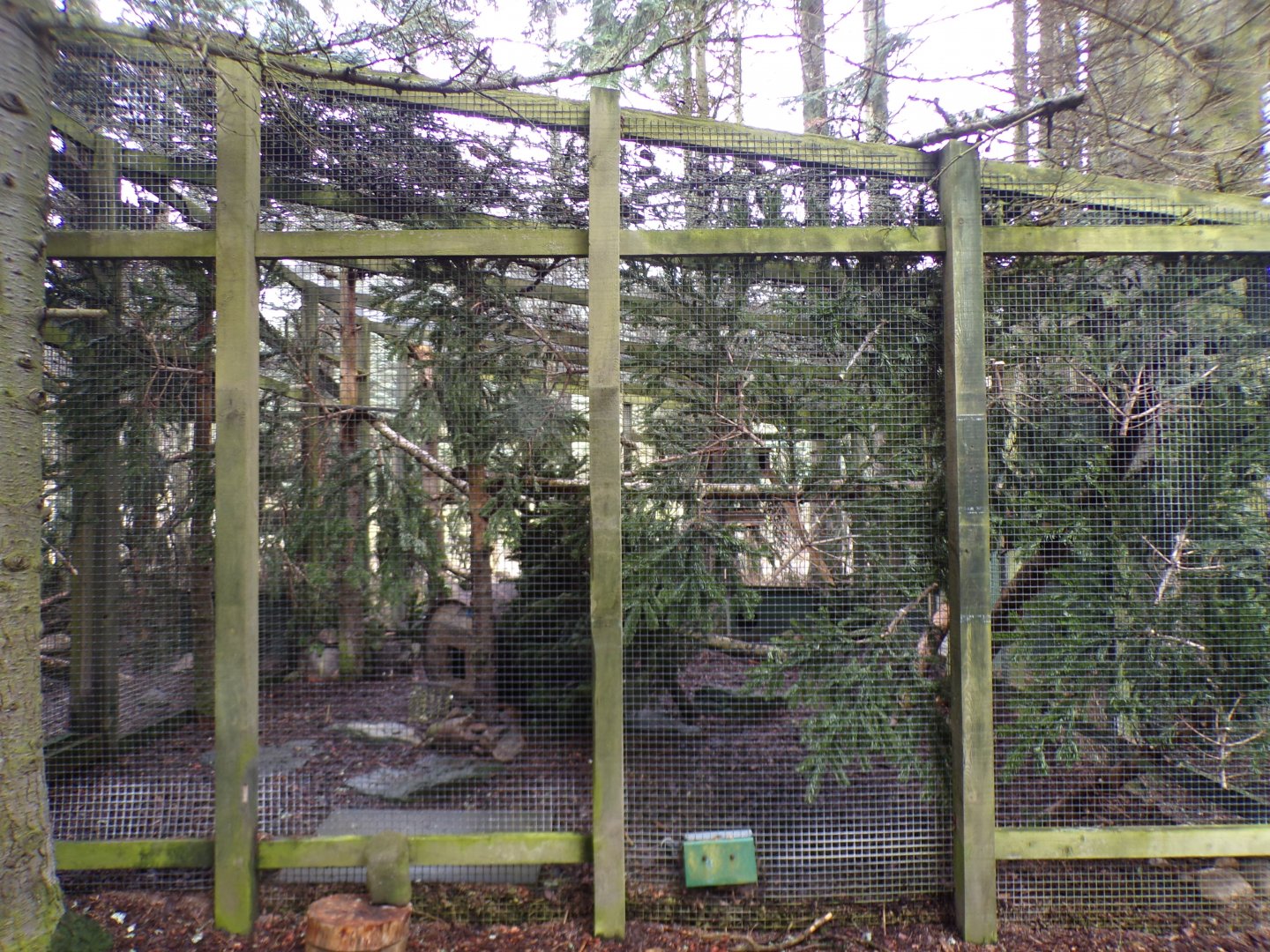 Scottish wildcat enclosure 5.4.24