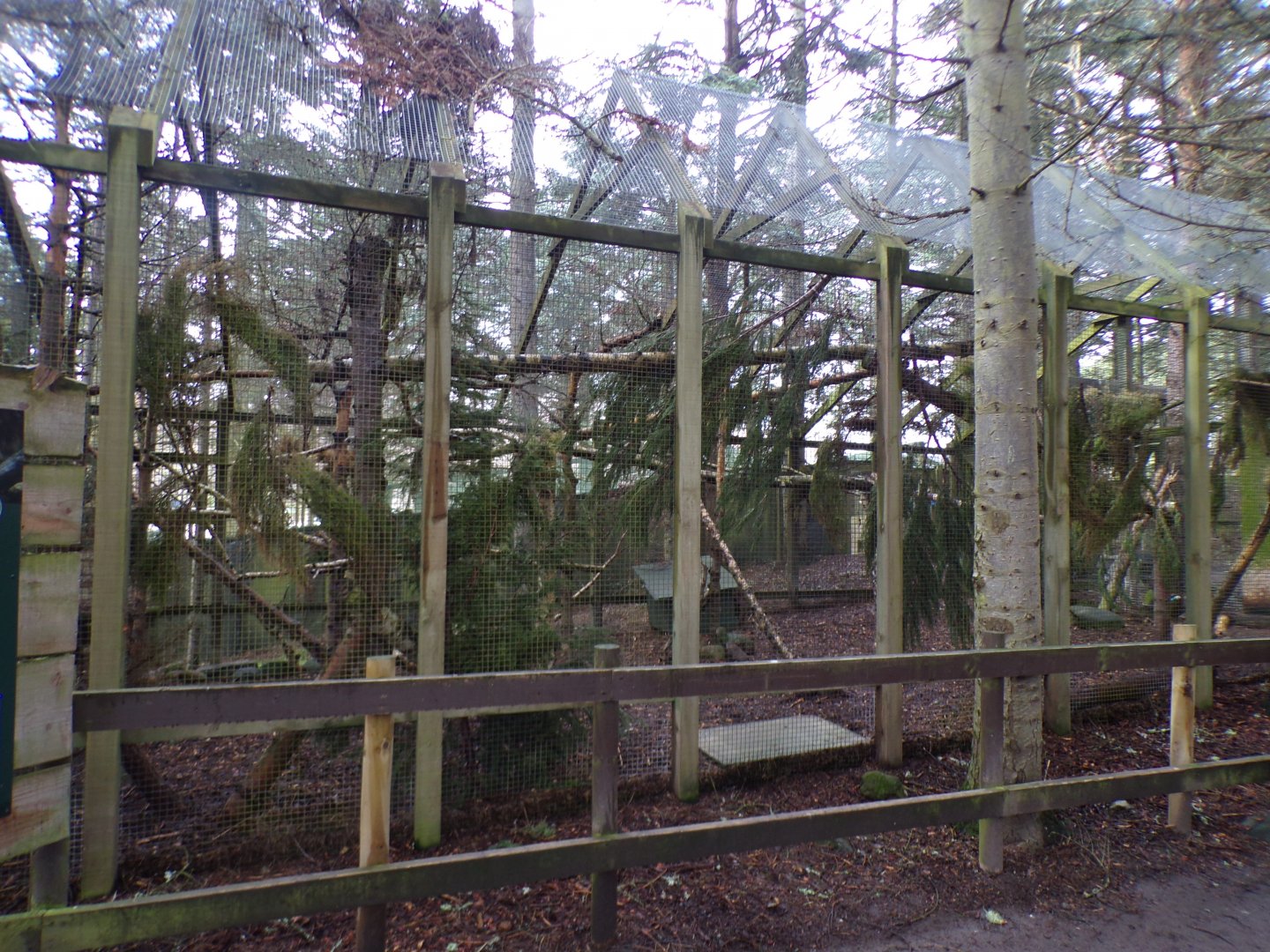 Scottish wildcat enclosure 5.4.24