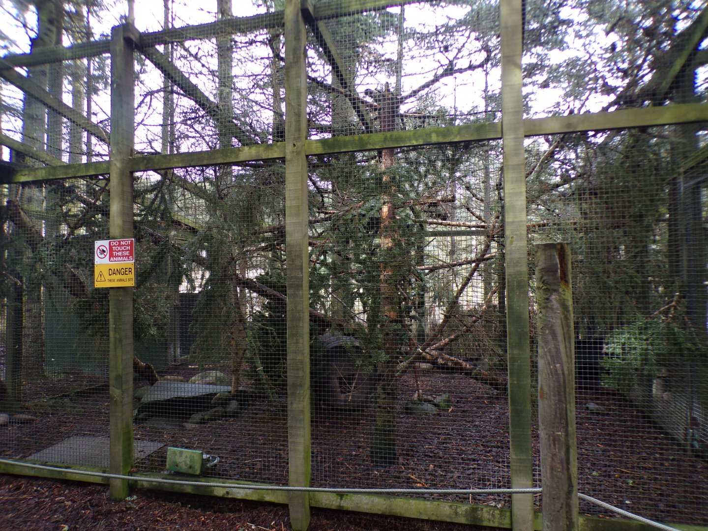 Scottish wildcat enclosure 5.4.24