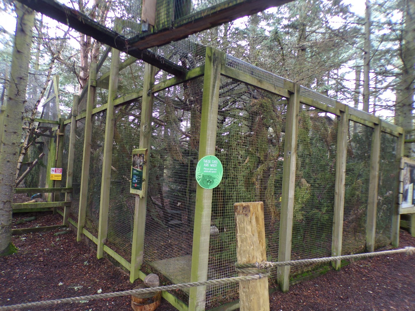 Scottish wildcat enclosure 5.4.24