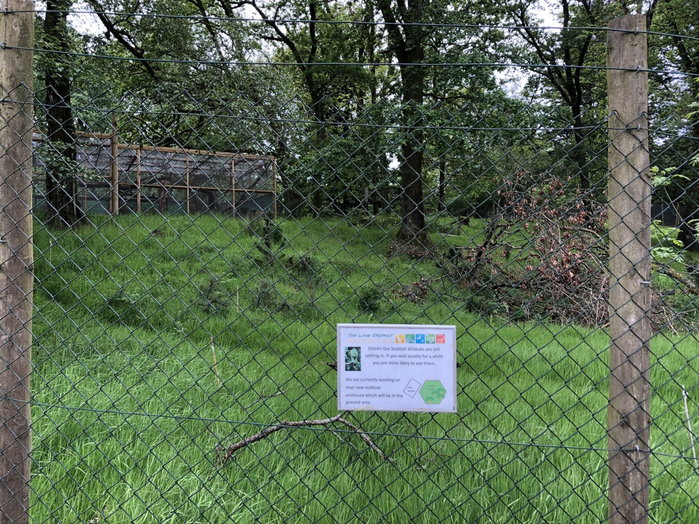 Scottish Wildcat Enclosure at Lake District Wildlife Park (May 2019)