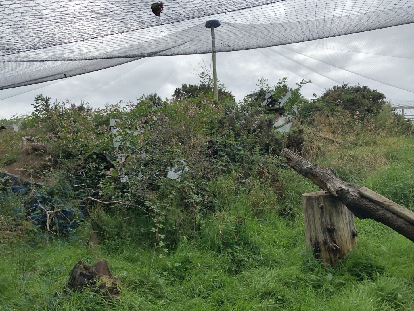 Scottish Wildcat Enclosure at Northumberland Country Zoo (September 2021)