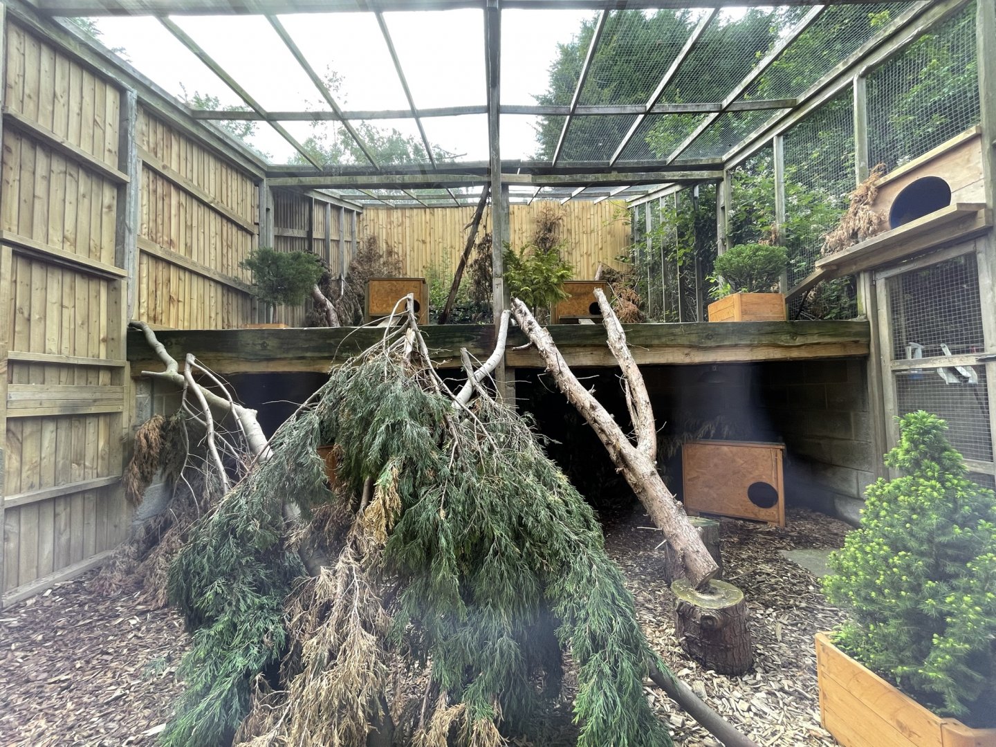 Scottish Wildcat Enclosure at Ponderosa Zoo (July 2021)