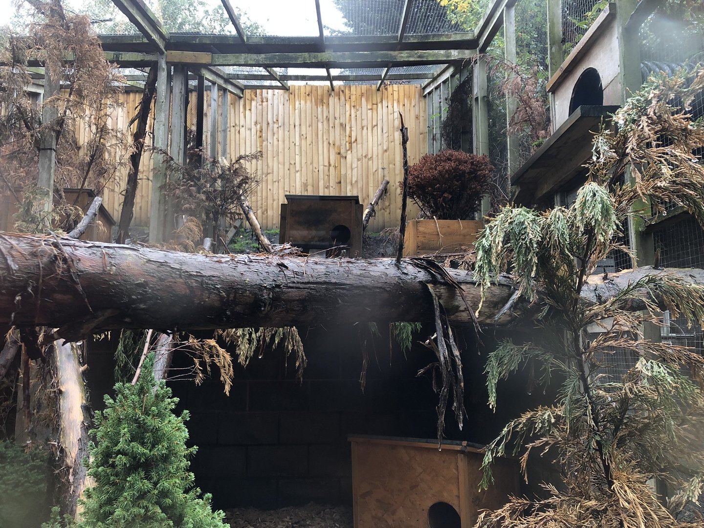 Scottish Wildcat Enclosure at Ponderosa Zoo (October 2022)