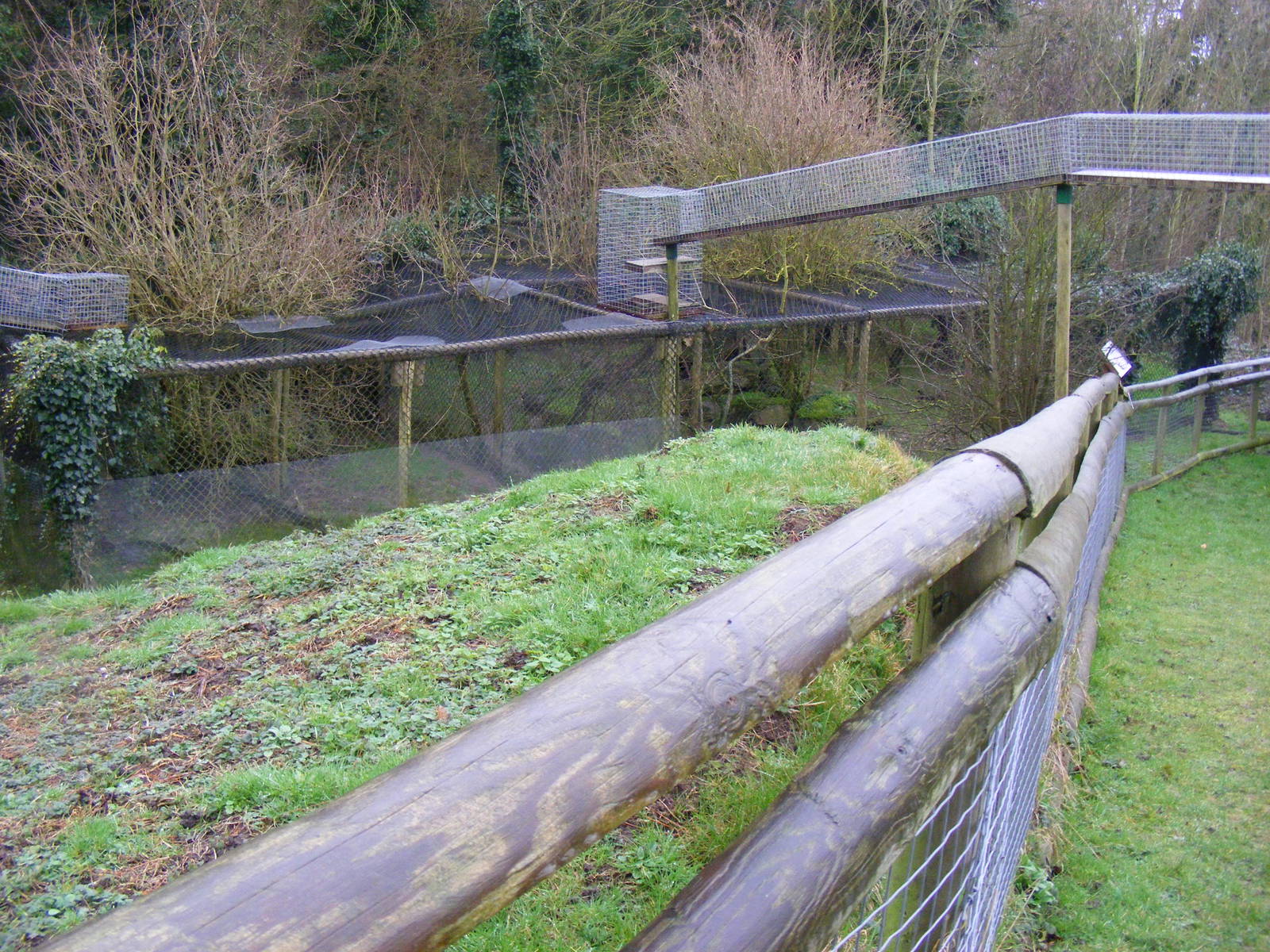Scottish wildcat enclosure at Port Lympne Wild Animal Park, 13 February 201