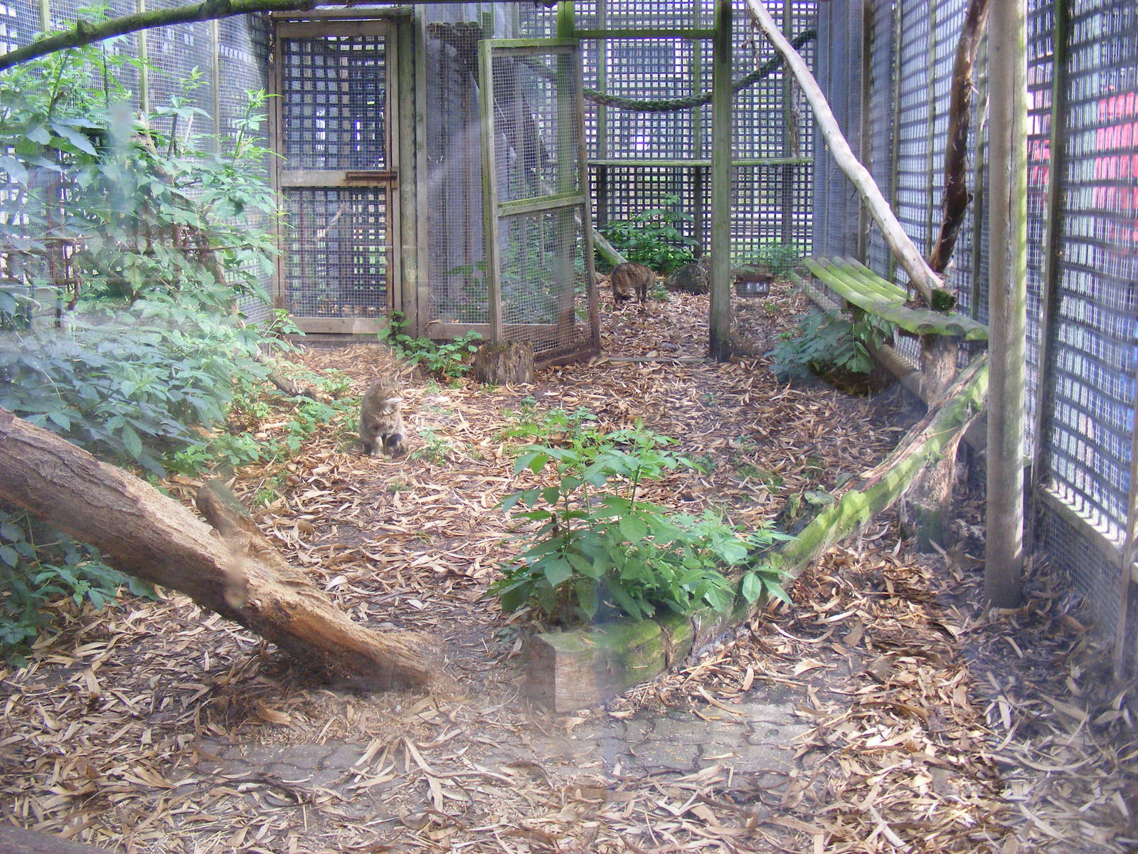 Scottish wildcat enclosure at Wingham Wildlife Park, 15 August 2010