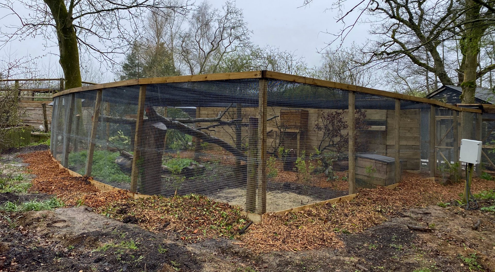 Scottish wildcat enclosure, Beale park, UK