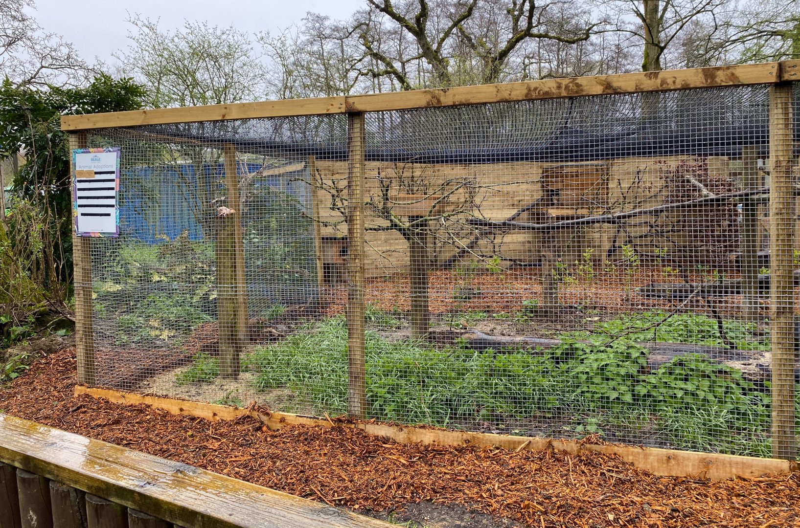Scottish wildcat enclosure, Beale park, UK