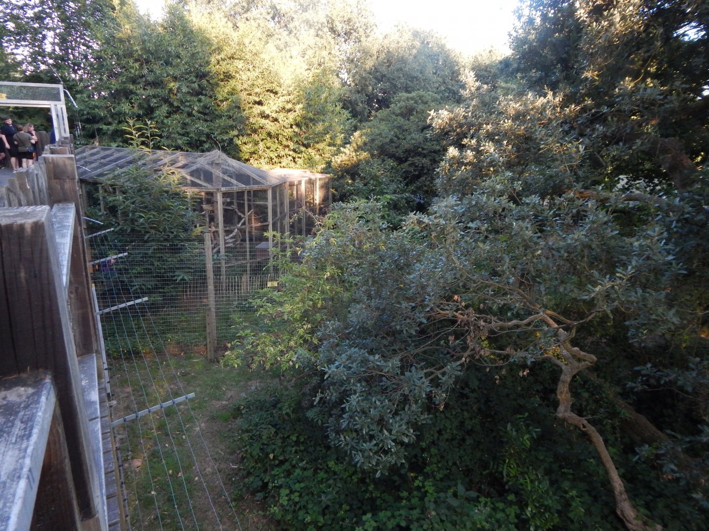 Scottish wildcat enclosure from Bear Walkway 020825