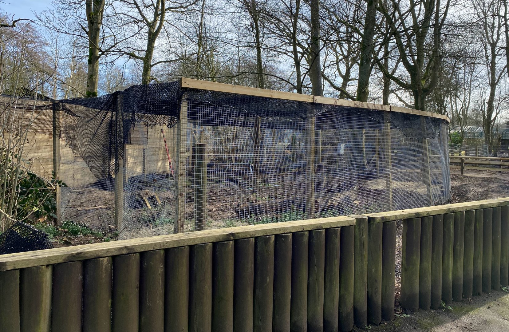 Scottish wildcat enclosure update, Beale Park, UK