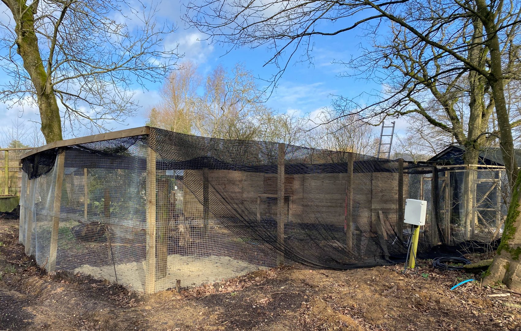 Scottish wildcat enclosure update WIP, Beale Park UK
