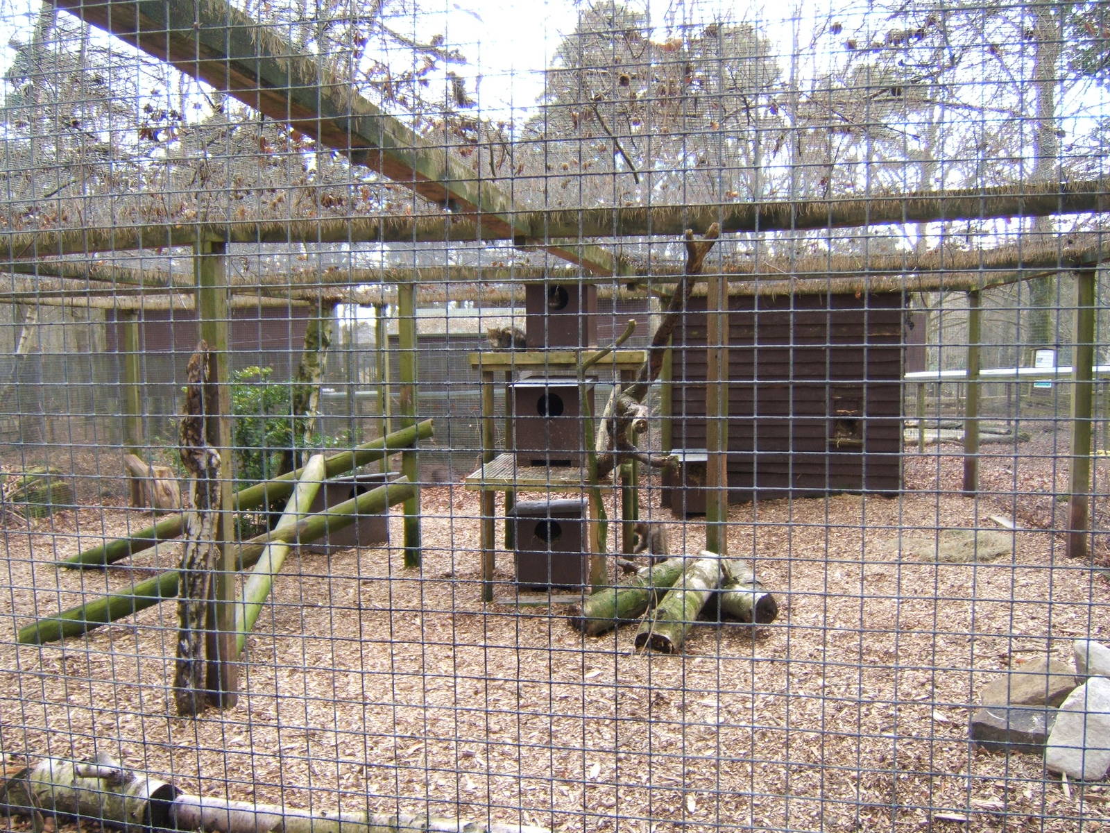 Scottish Wildcat enclosure view