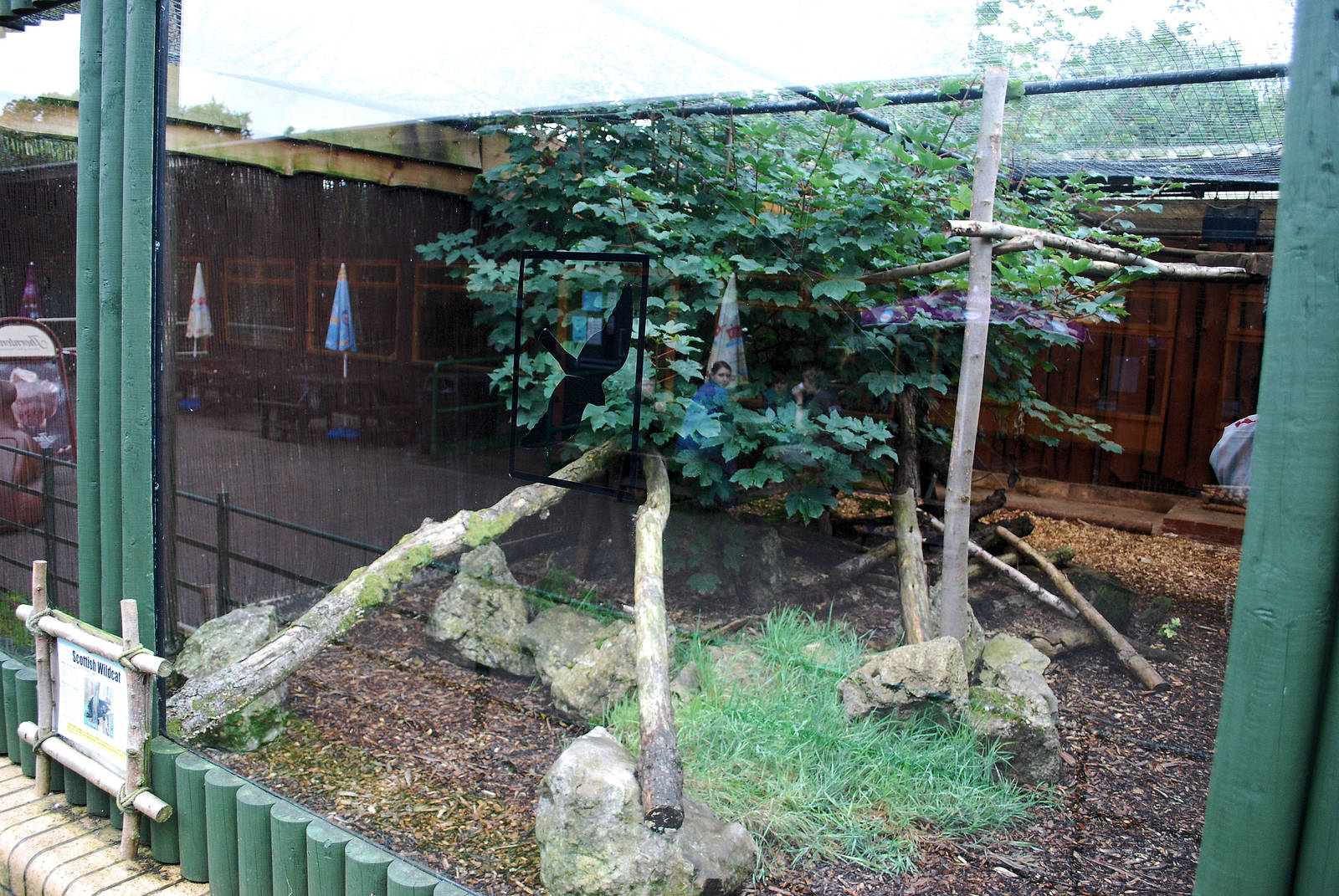 SCOTTISH WILDCAT ENCLOSURE