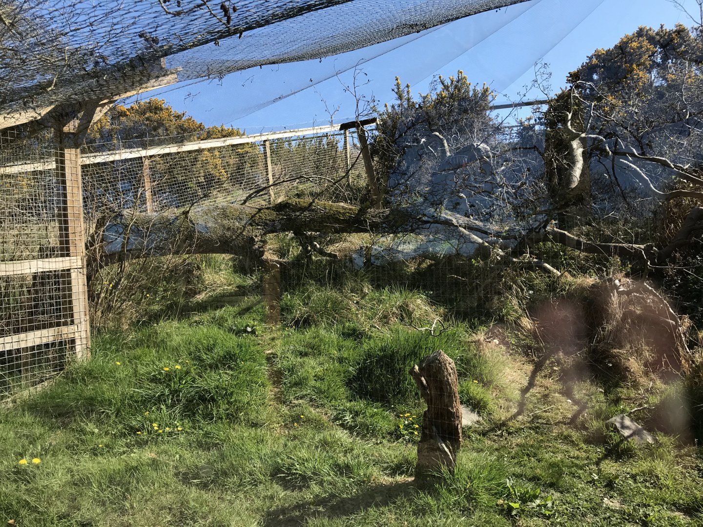 Scottish Wildcat Enclosure