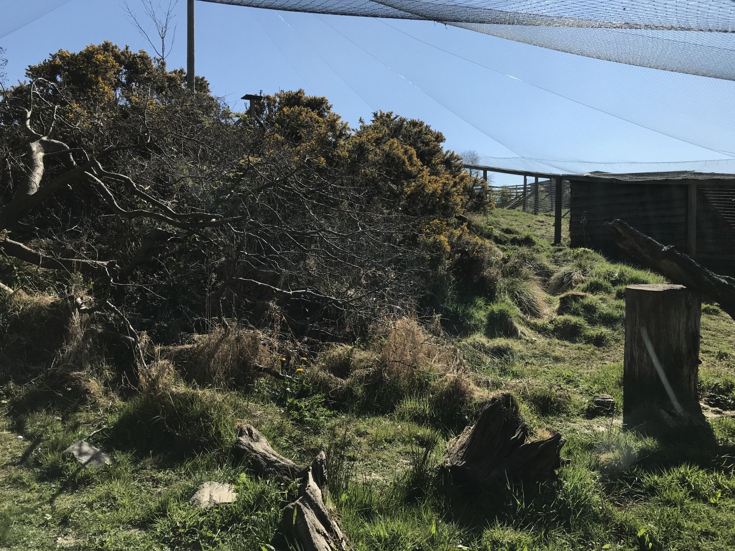 Scottish Wildcat Enclosure