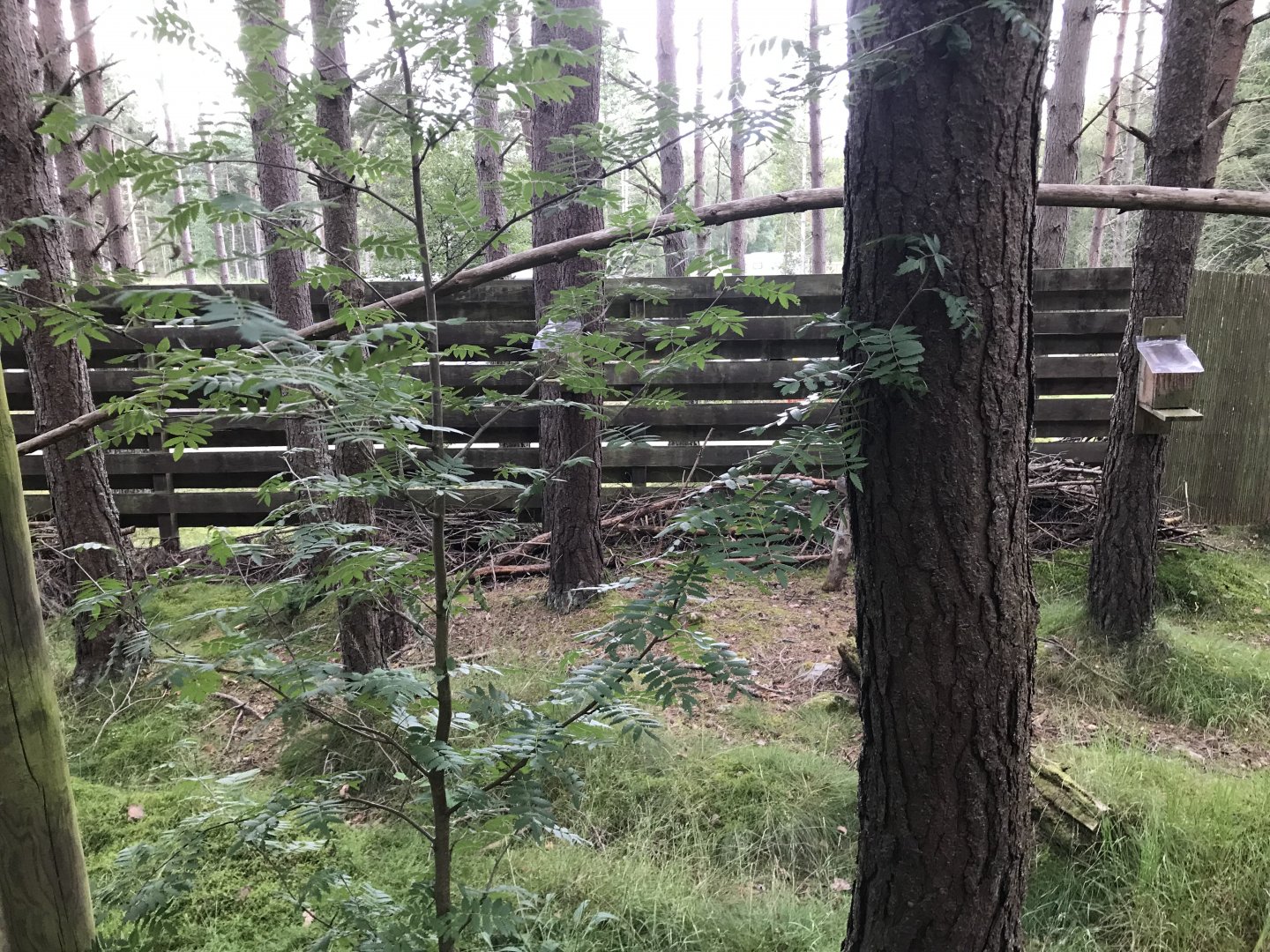 Scottish wildcat enclosure