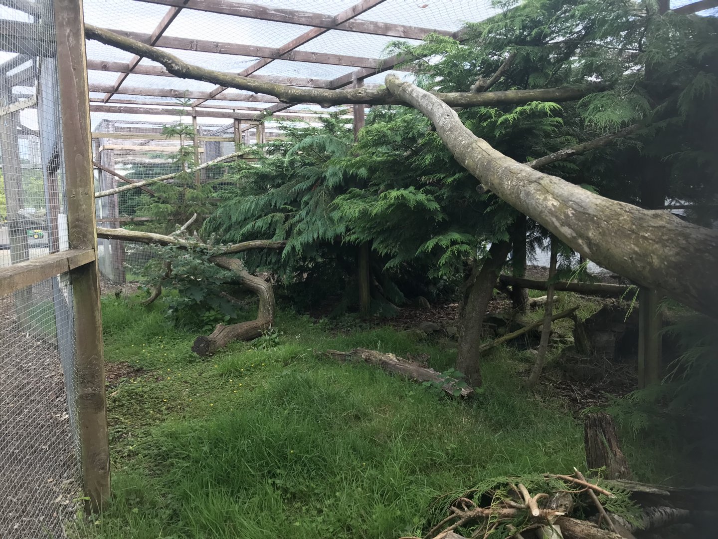 Scottish wildcat enclosure