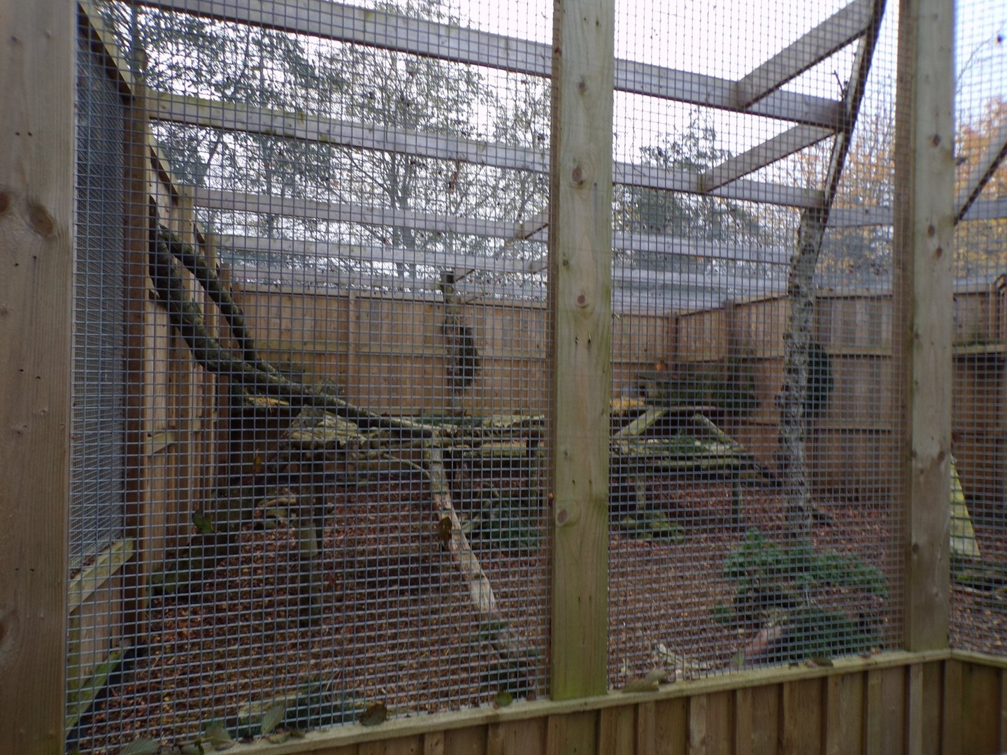 Scottish wildcat enclosure