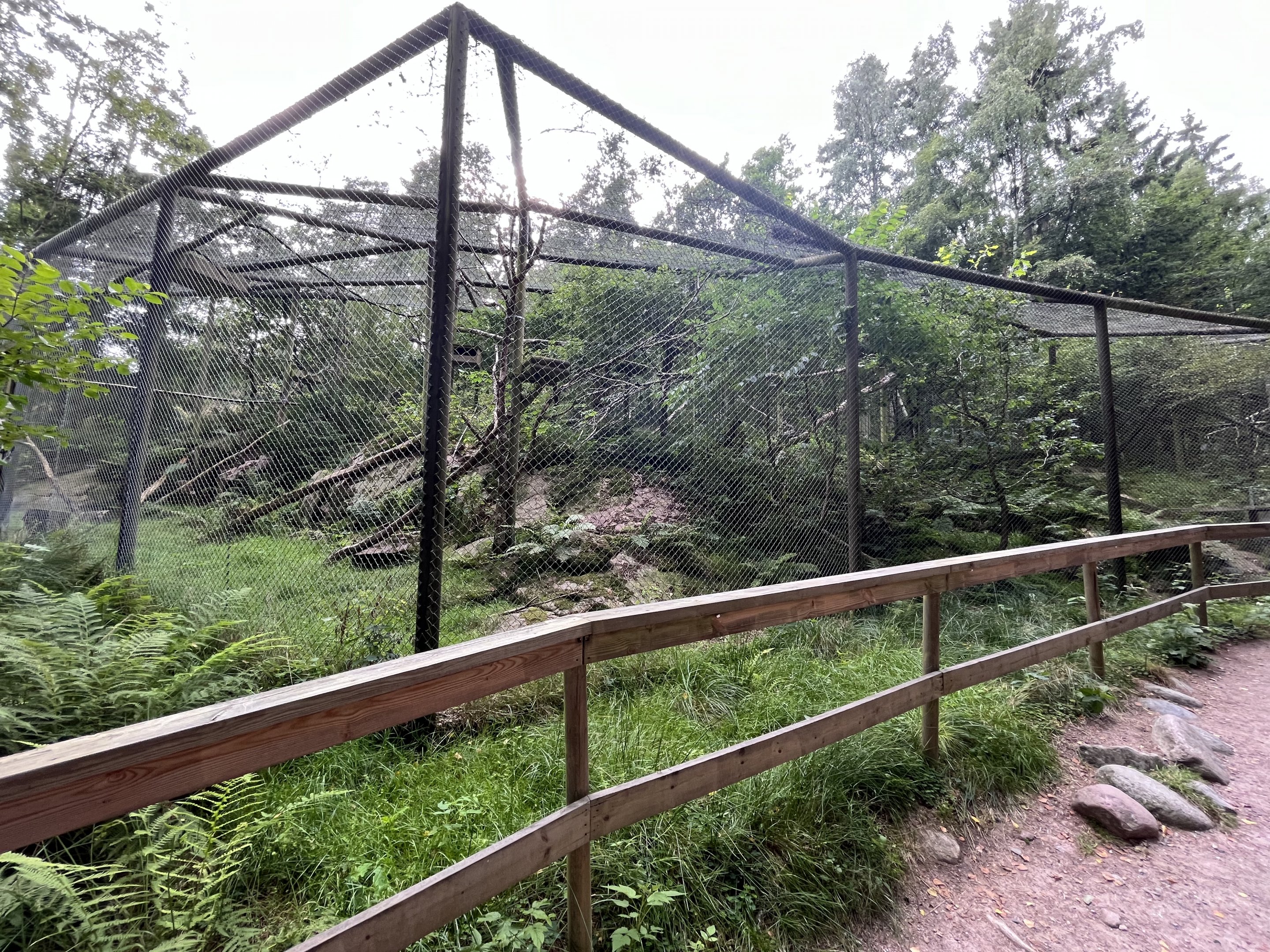 Scottish Wildcat Exhibit #2