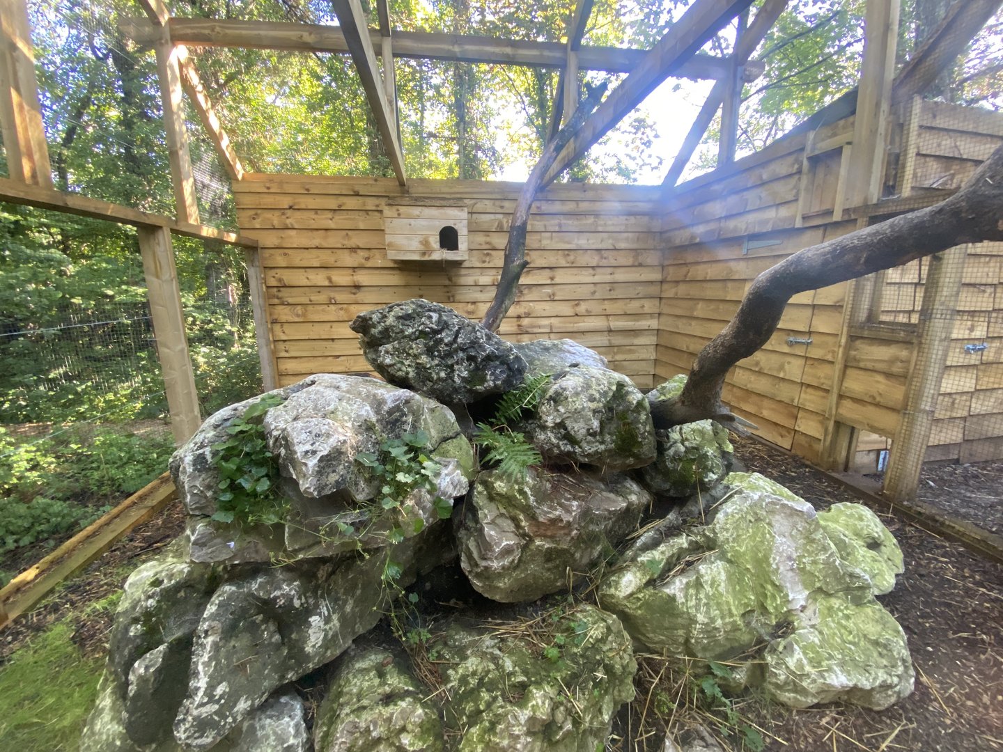 Scottish wildcat exhibit 230922