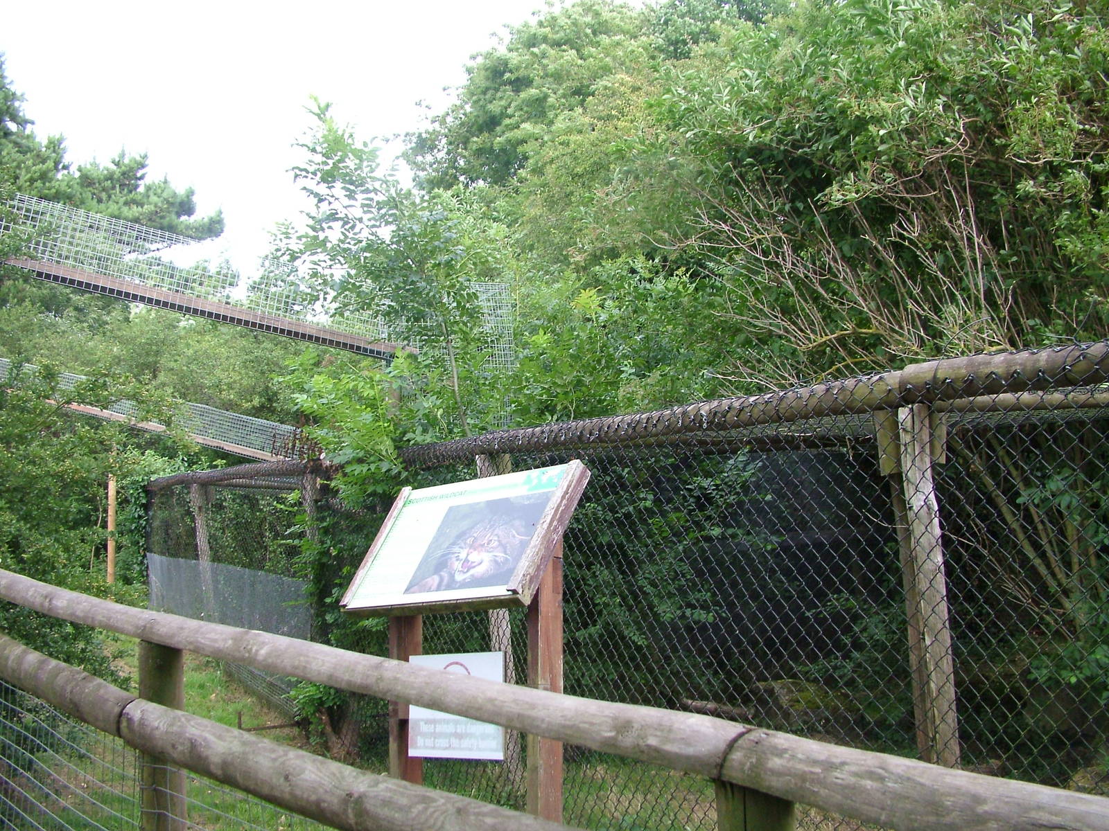 Scottish Wildcat Exhibit at Port Lympne, 01/08/10