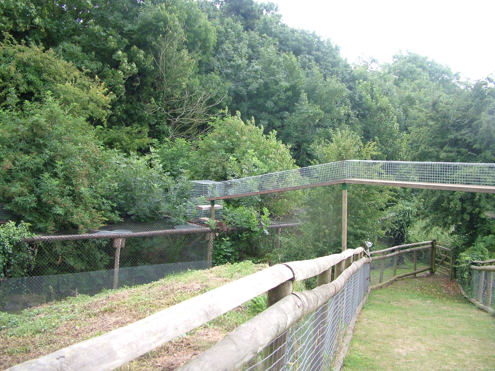 Scottish Wildcat Exhibit at Port Lympne, 01/08/10