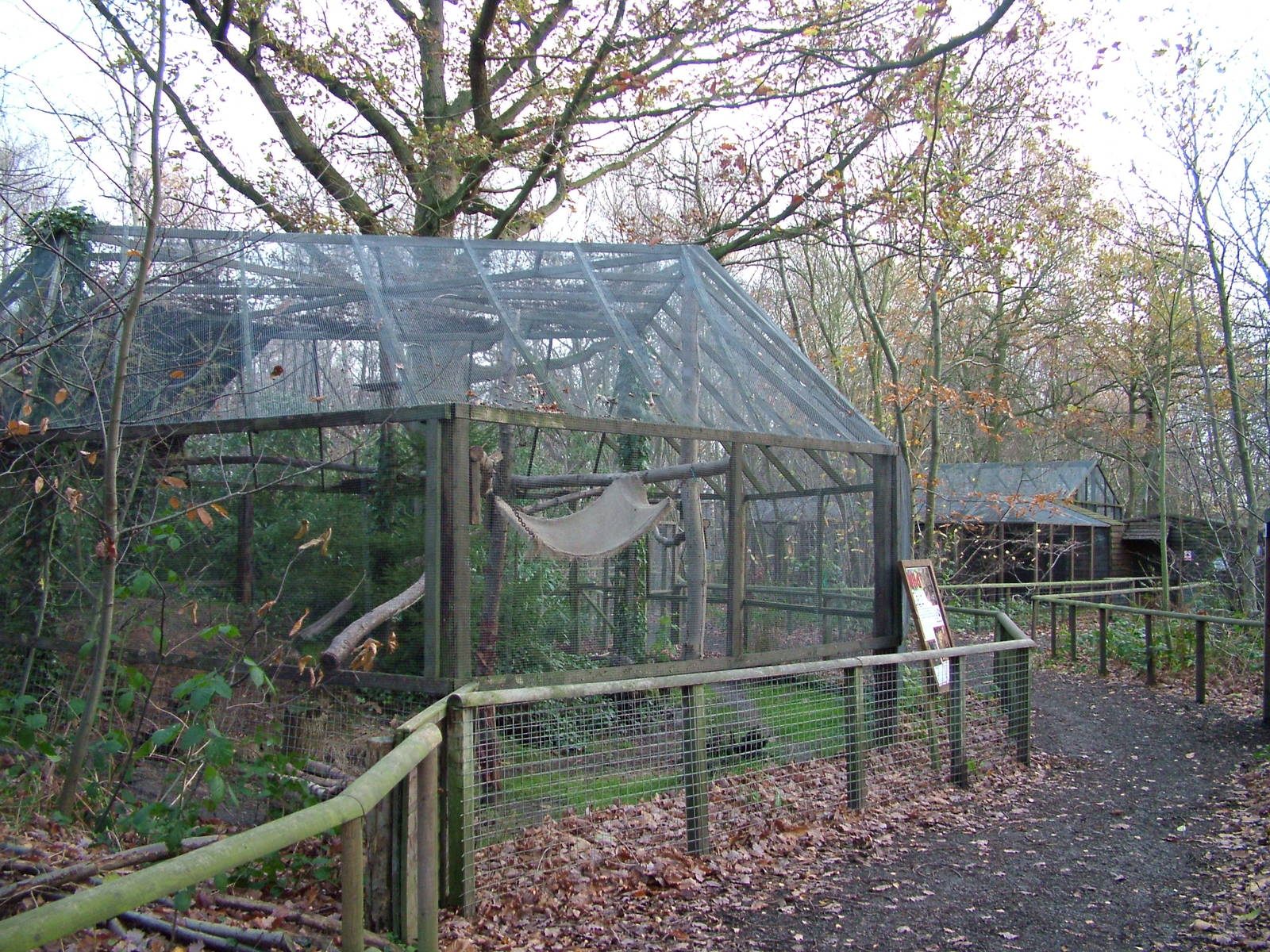 Scottish Wildcat exhibit at Wildwood 28/11/09