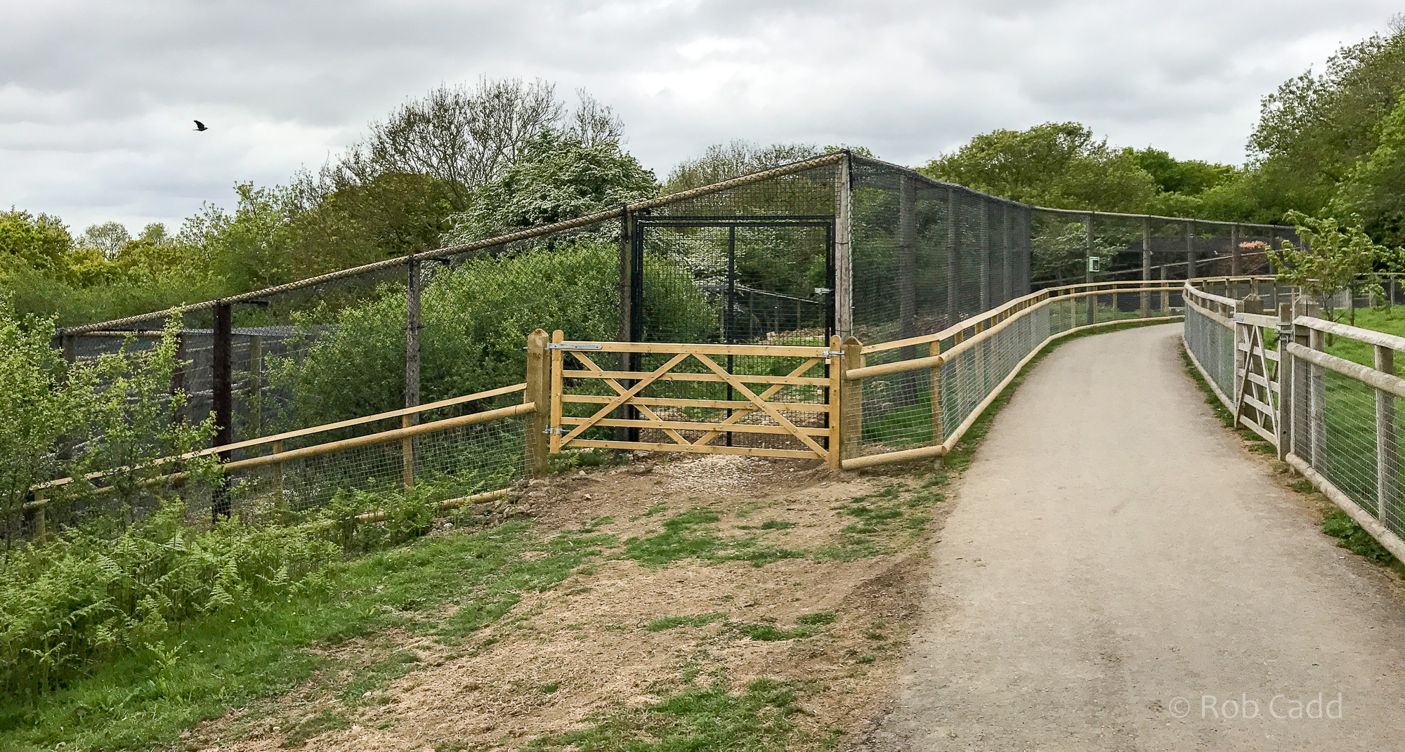 Scottish wildcat (exhibit) : Port Lympne : 05 May 2017