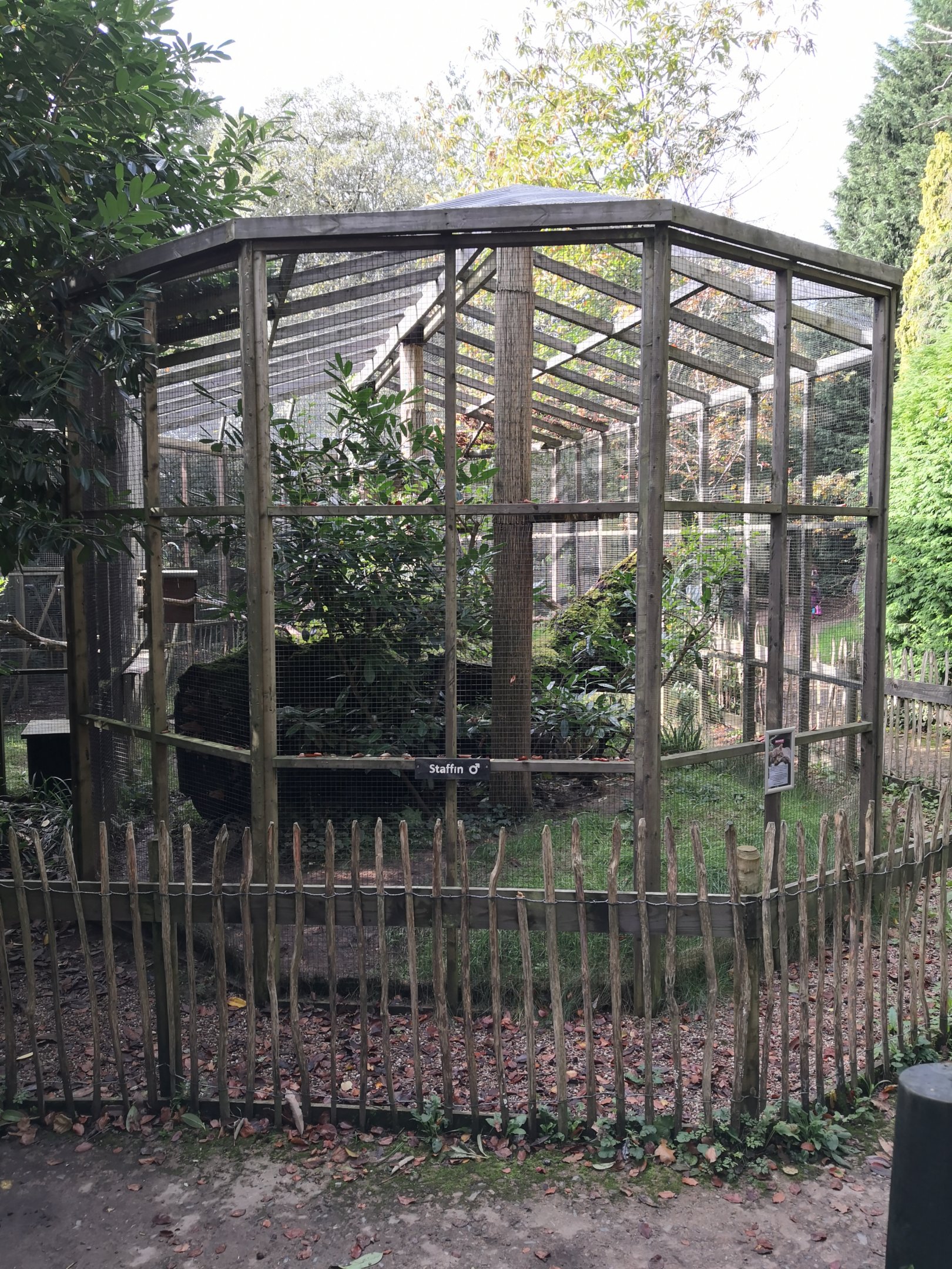 Scottish Wildcat Exhibit Wildwood Escot