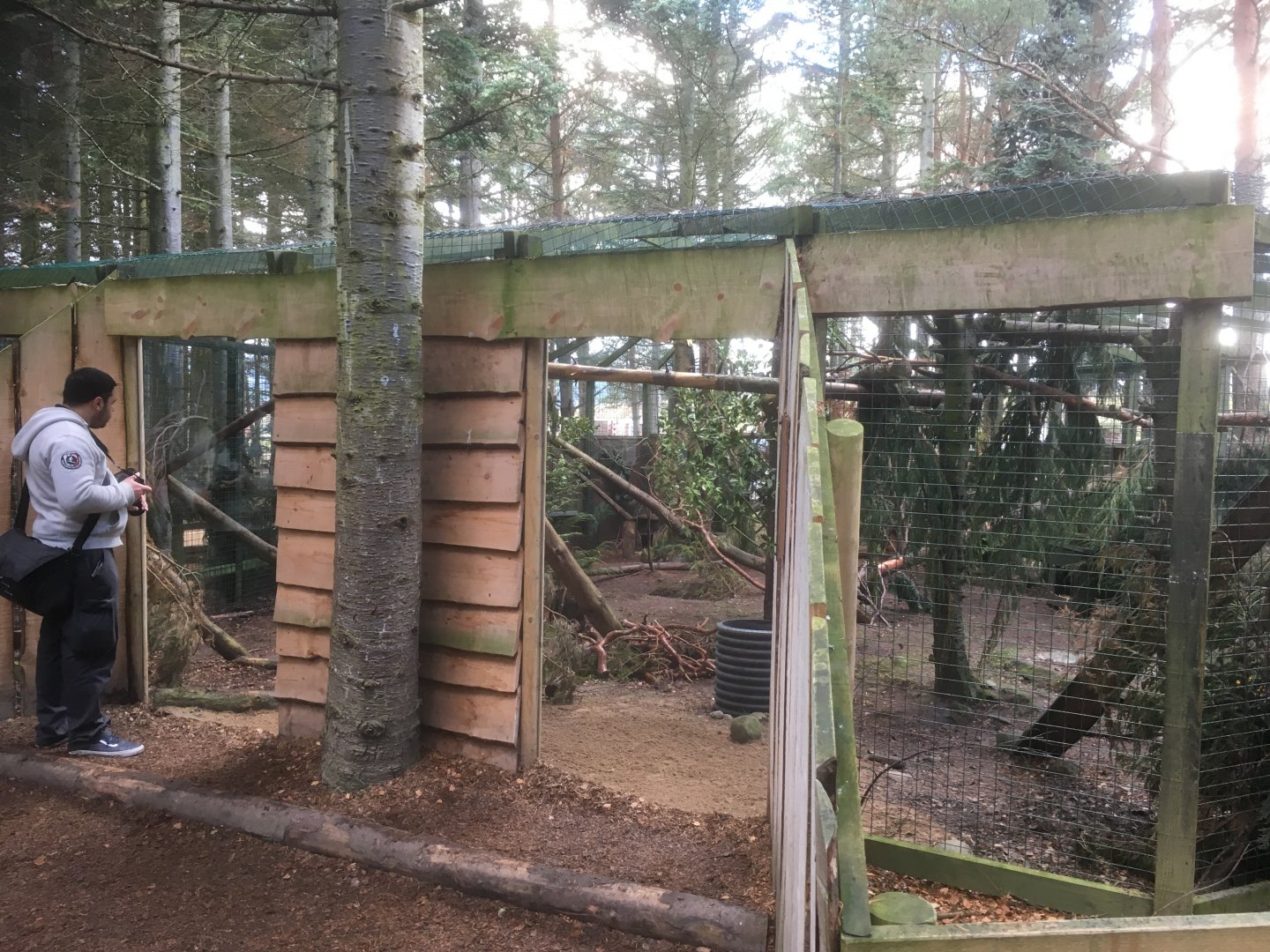 Scottish wildcat exhibit