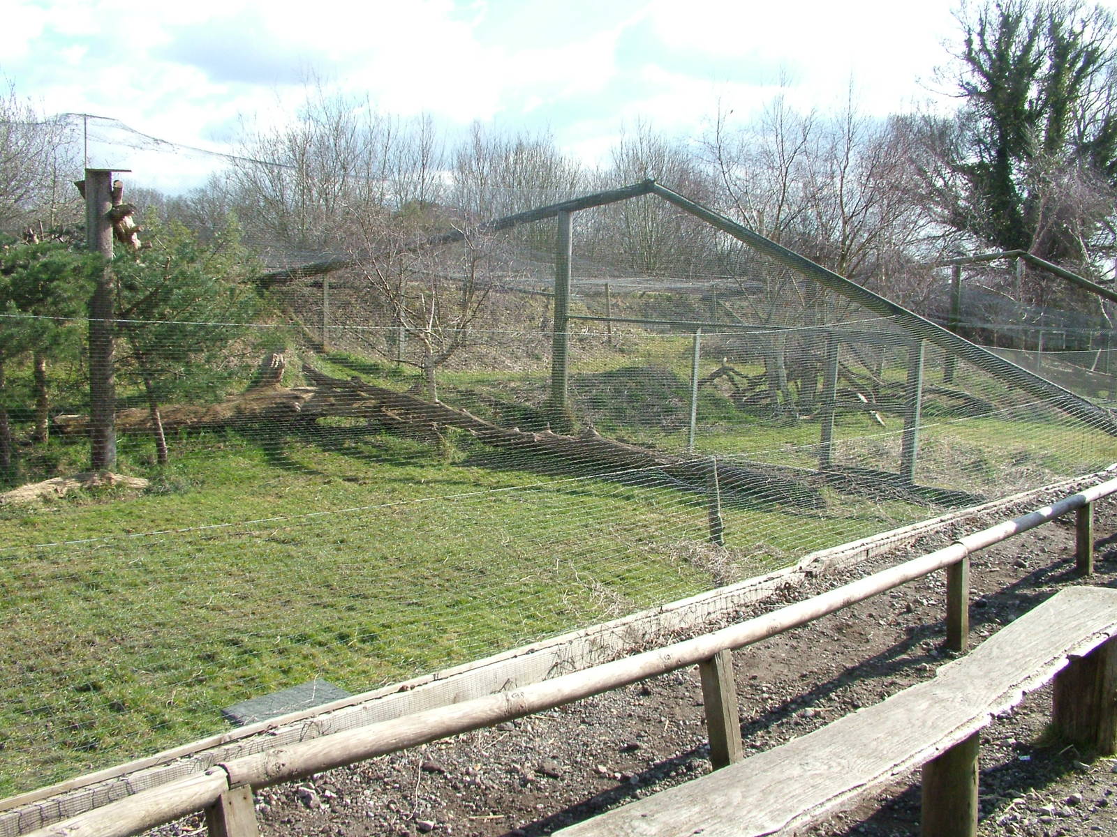 Scottish Wildcat exhibits at the British Wildlife Centre 14/03/10