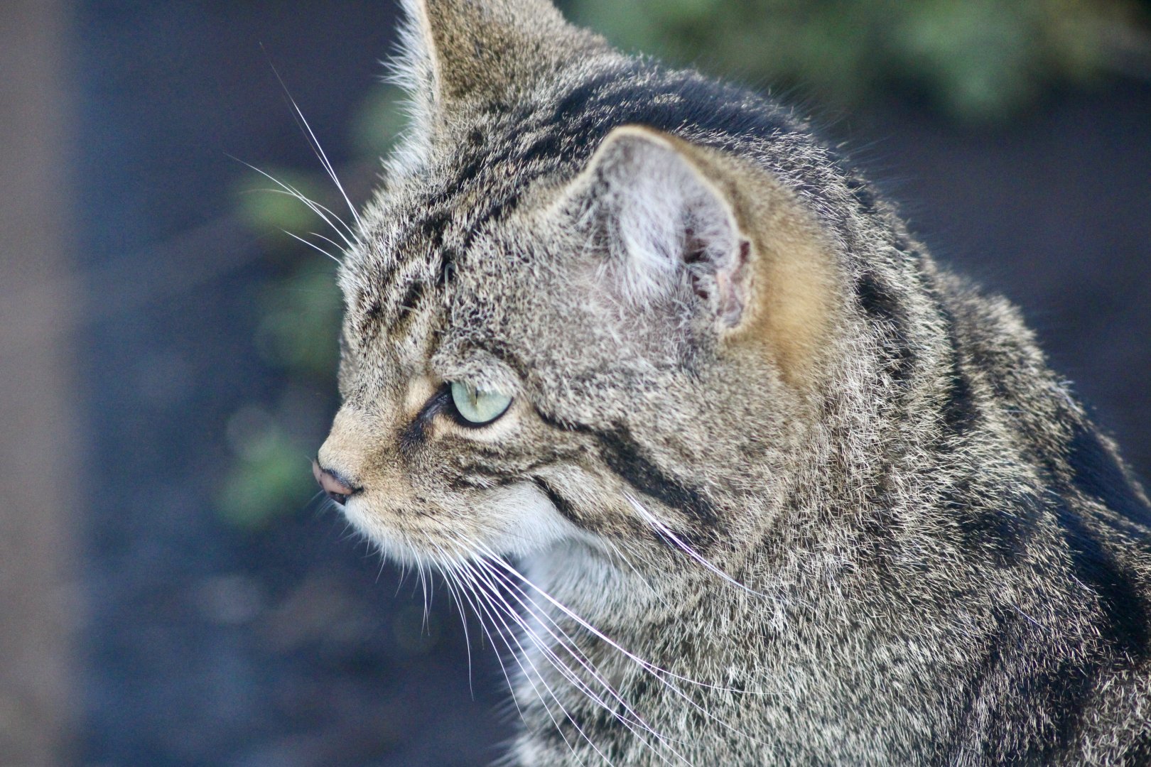 Scottish wildcat (Felis silvestris) at Belfast Zoo - 19/08/2022