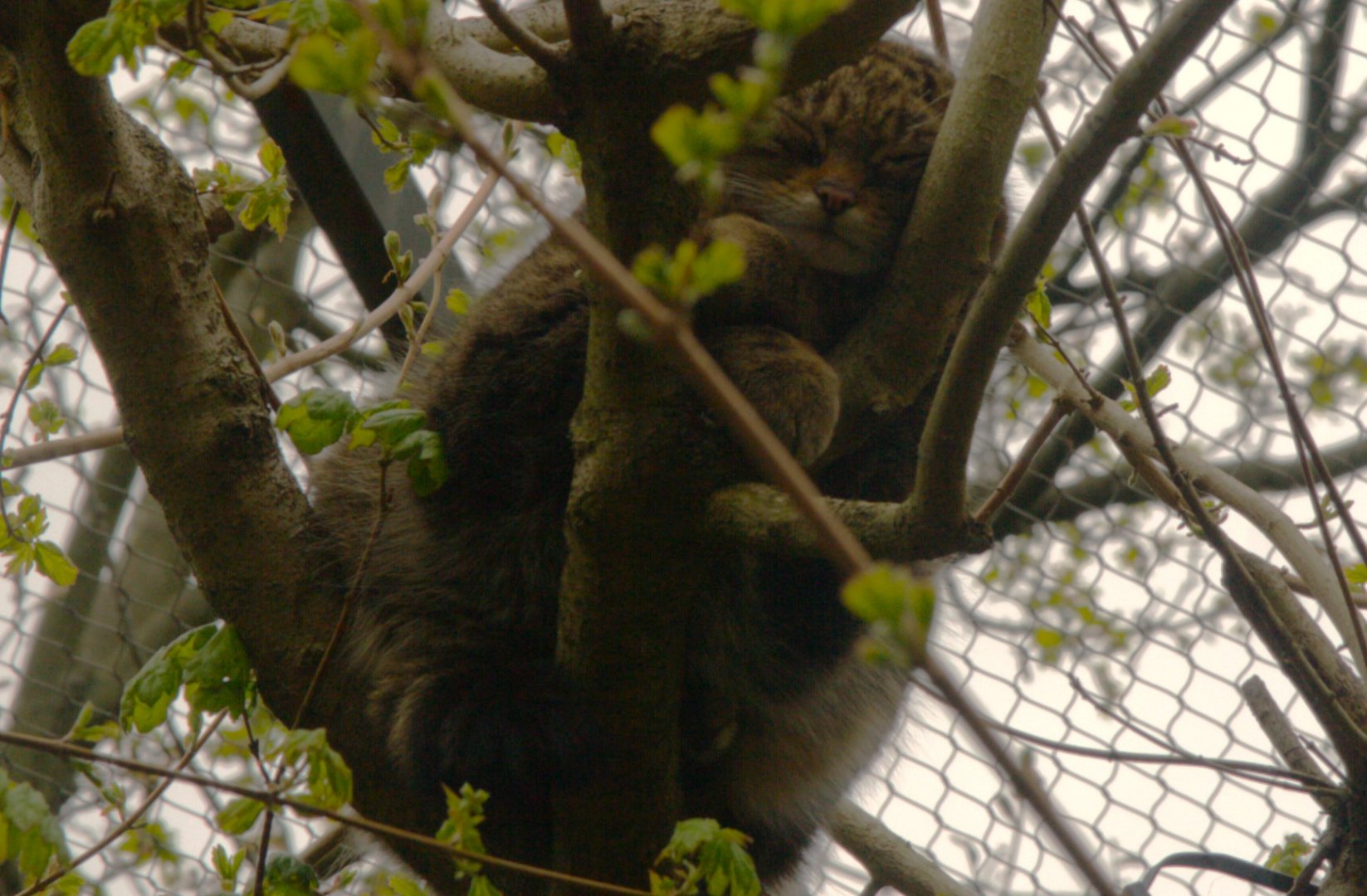 Scottish Wildcat (Felis silvestris grampia), 2025-04-09