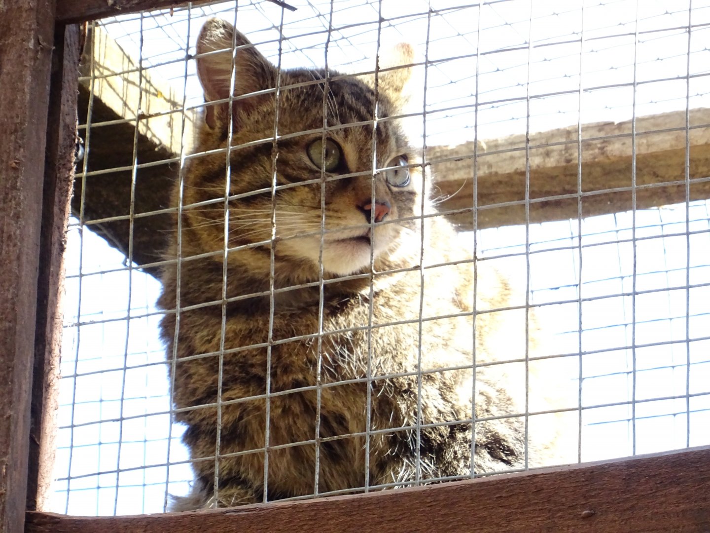 Scottish Wildcat (felis silvestris grampius)