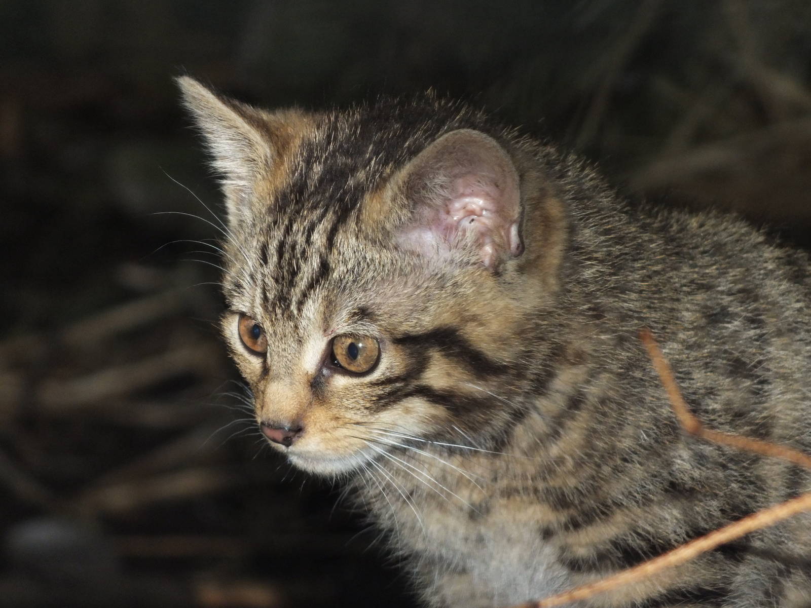 Scottish Wildcat (Felis sylvestris grampia) at Highland Wildlife Park - Jul
