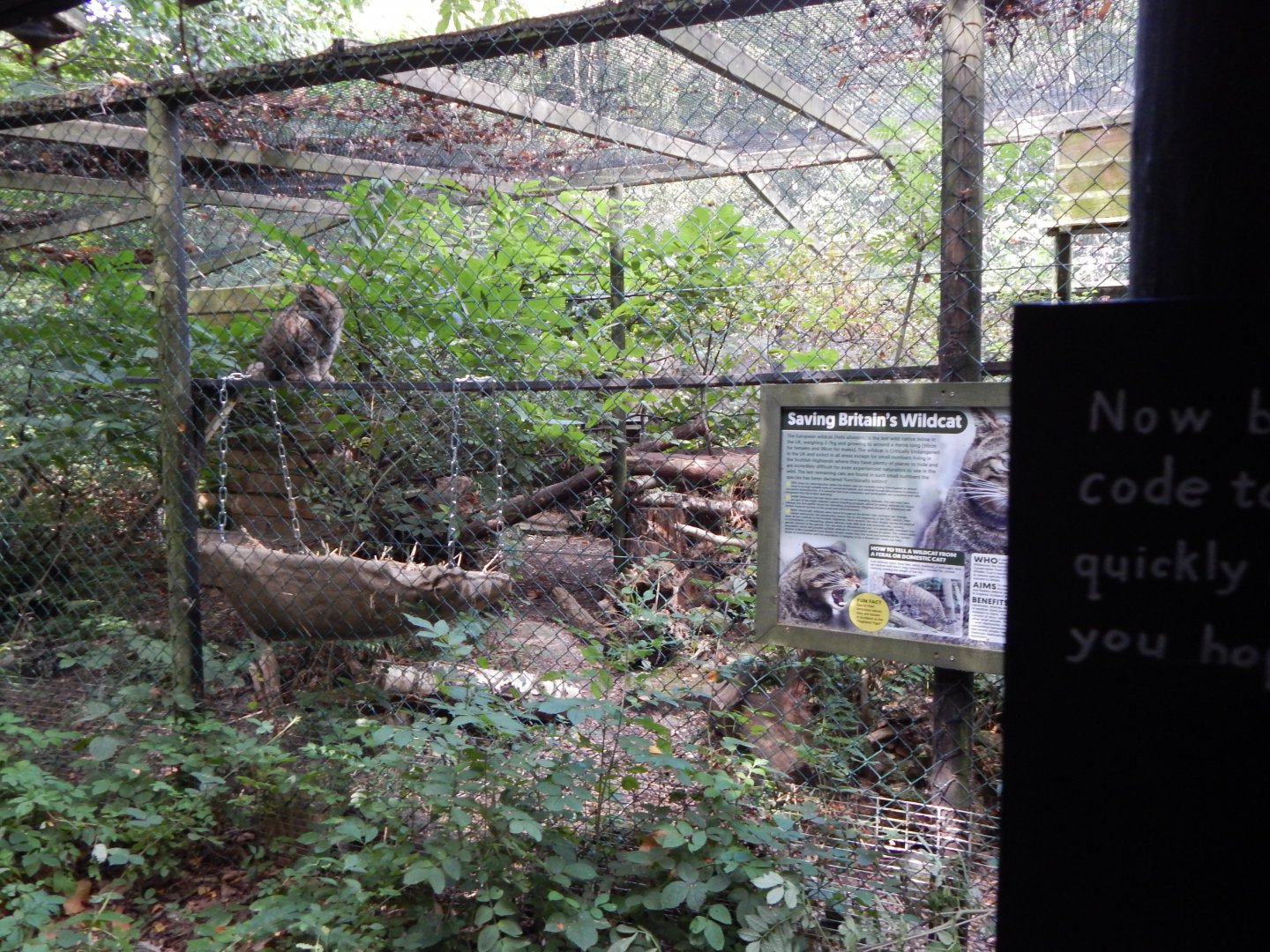 Scottish wildcat habitat 030924