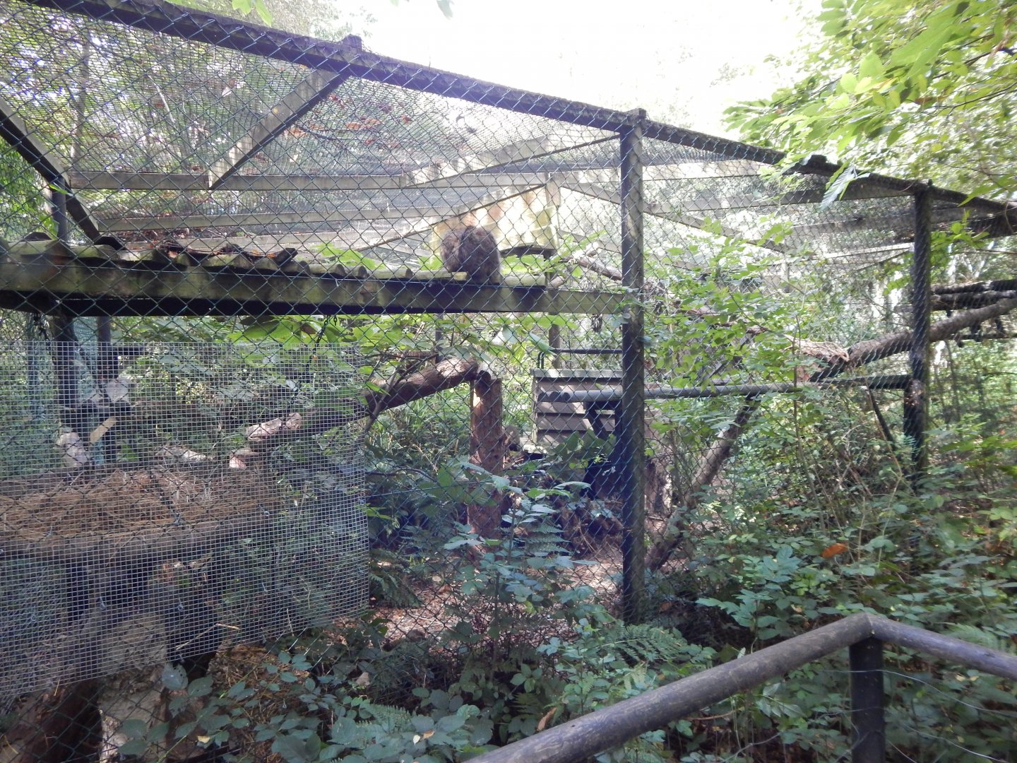 Scottish wildcat habitat 030924