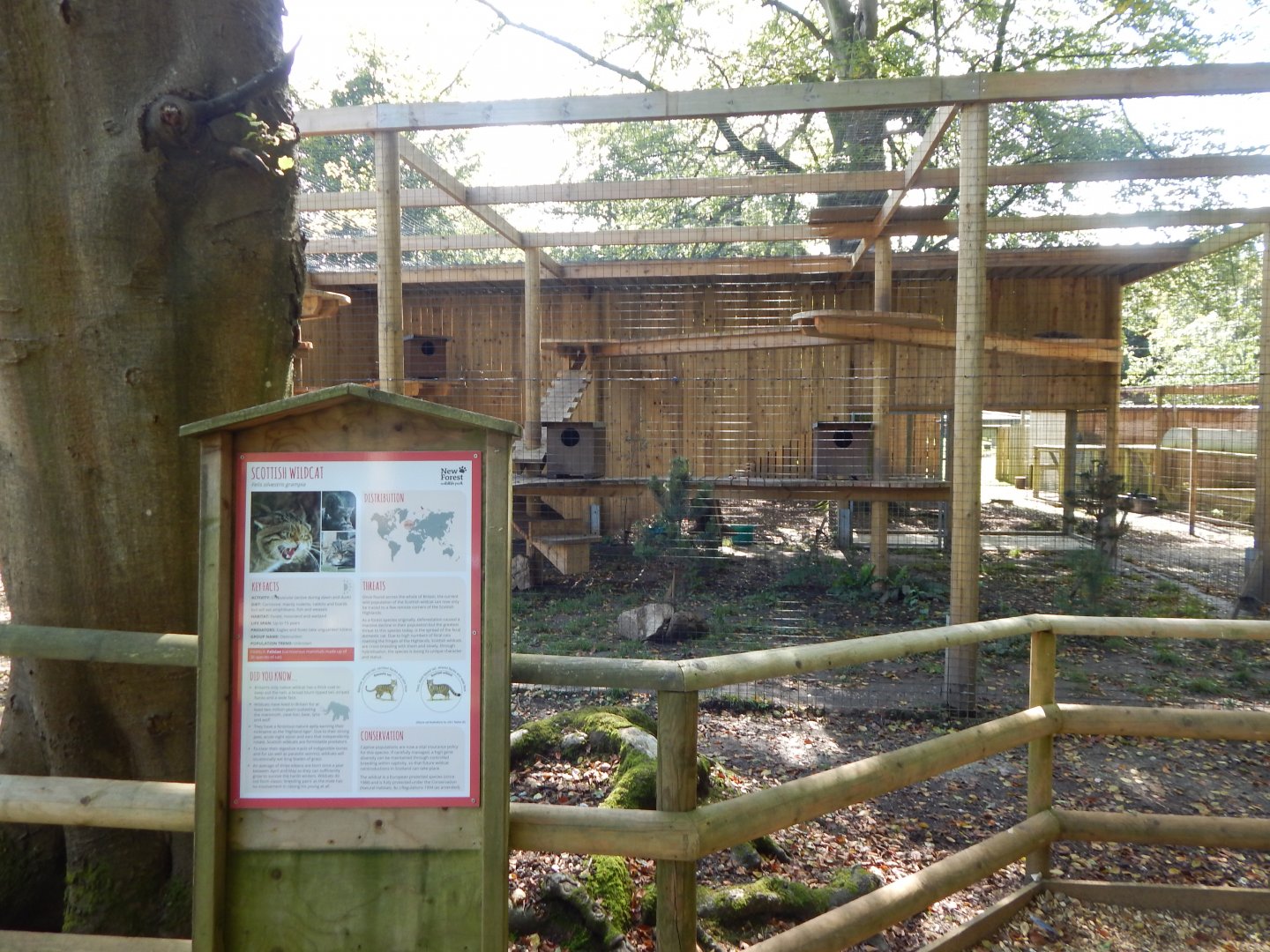 Scottish wildcat habitat 130924