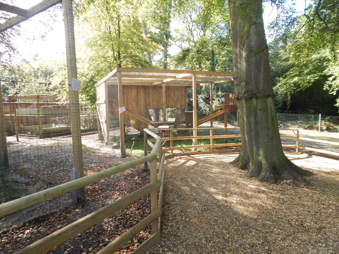 Scottish wildcat habitat 130924