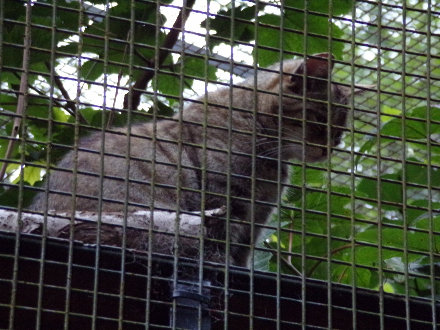 Scottish wildcat in the evening 22.7.23